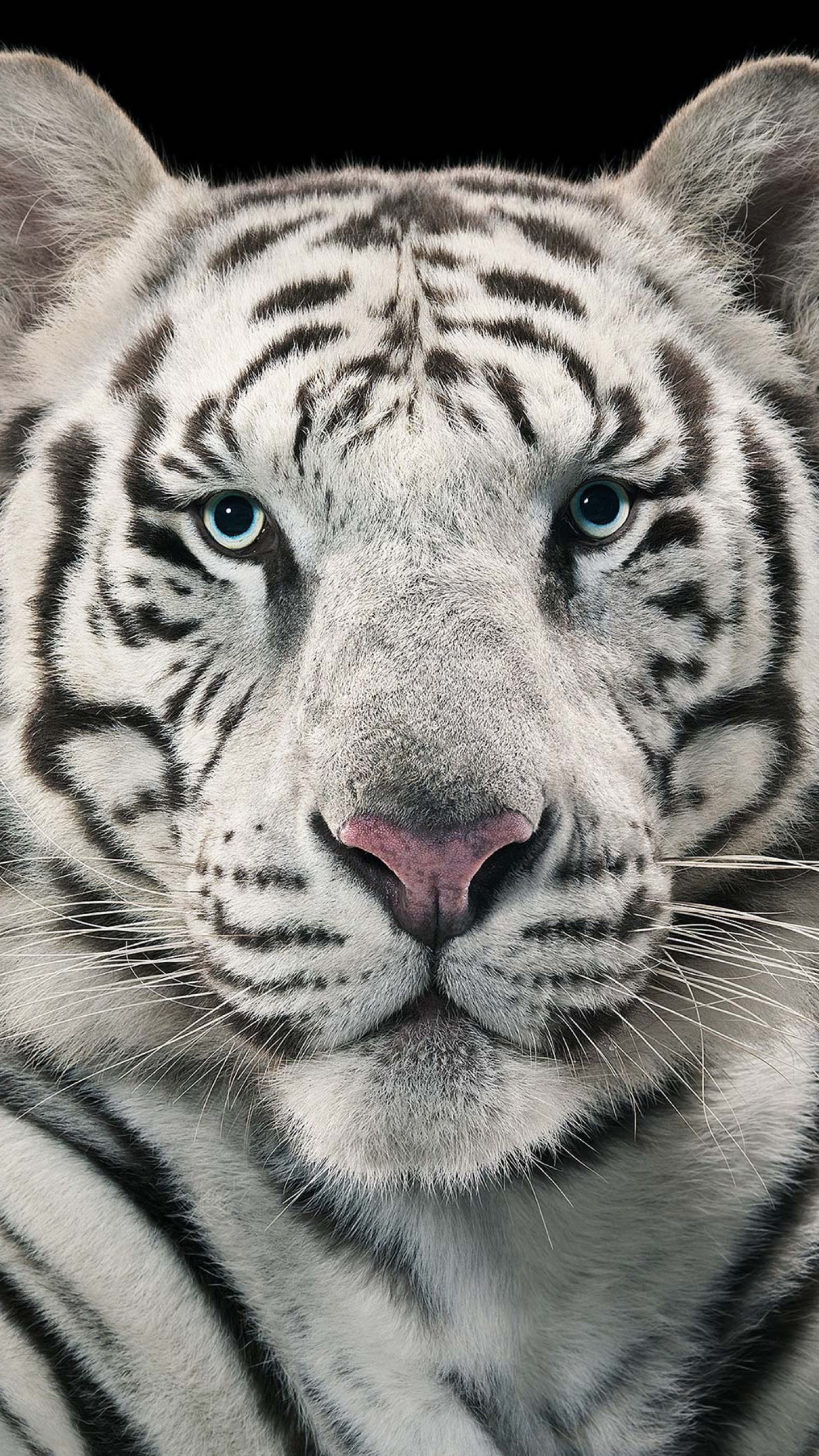 White Tiger Hd 4k Wallpaper Iphone - HD Wallpaper 