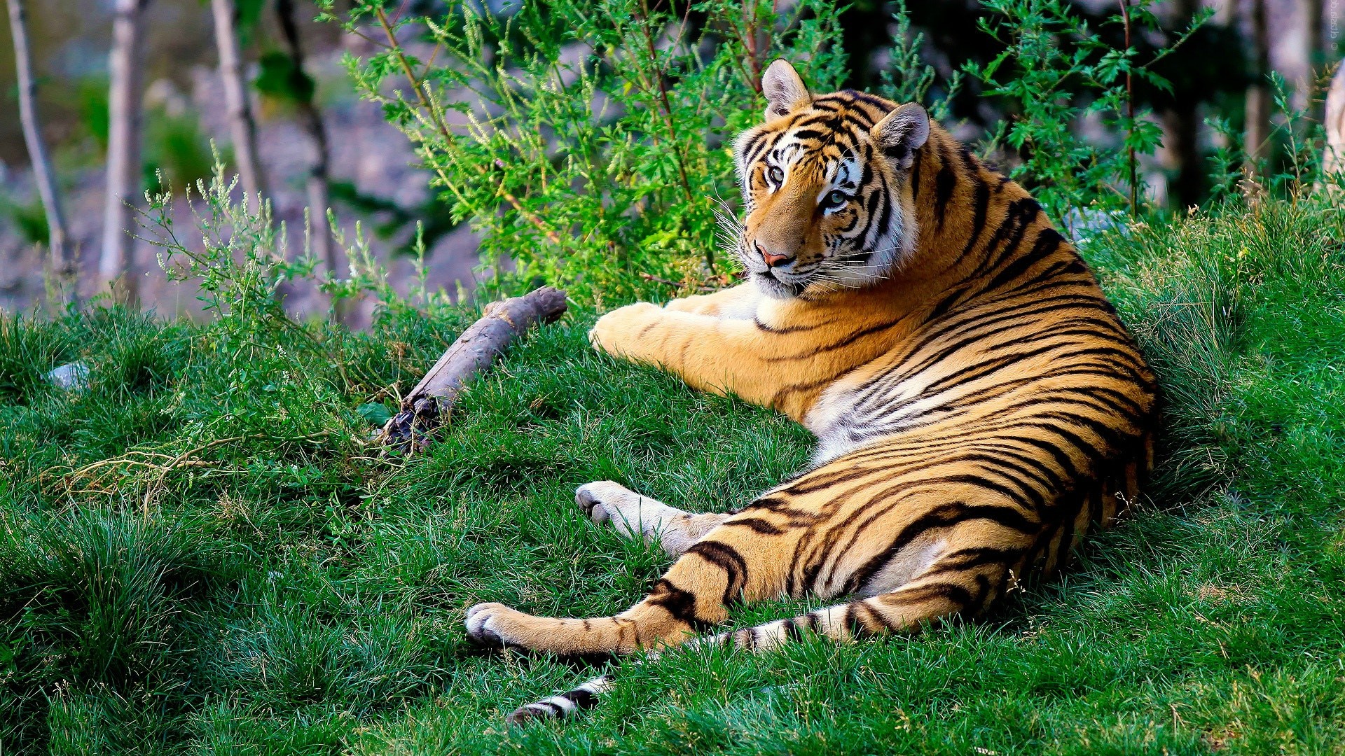 Bengal Tiger Photography Hd Wallpapers Collection - Tiger With Gold Tooth - HD Wallpaper 