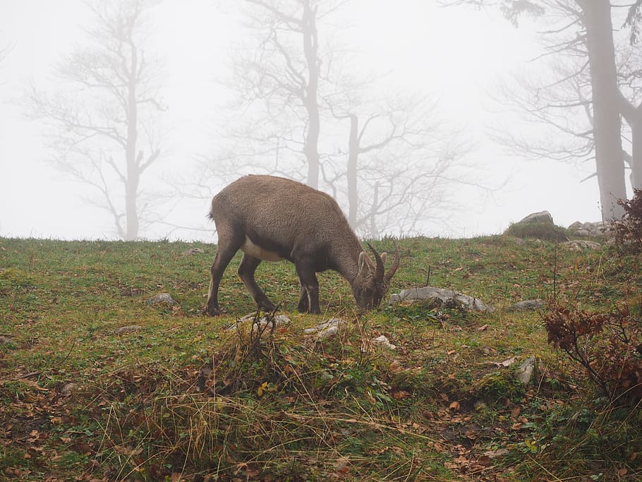 Alpine Ibex, Capricorn, Animal, Fog, Foggy, Capra Ibex, - Alpine Ibex - HD Wallpaper 