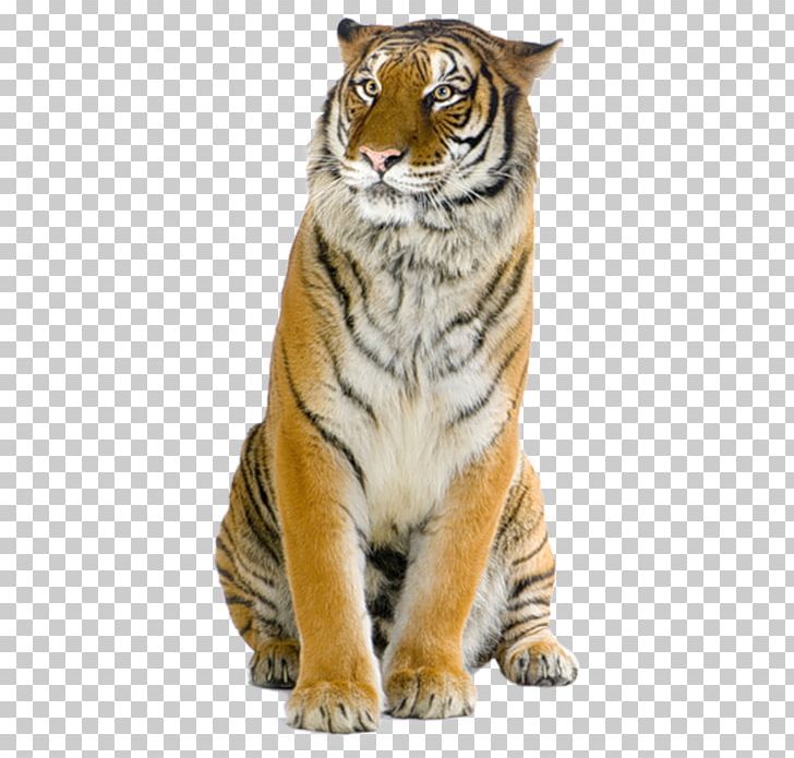 Stock Photography Bengal Tiger Png, Clipart, Big Cats, - J Adore Dior Png - HD Wallpaper 