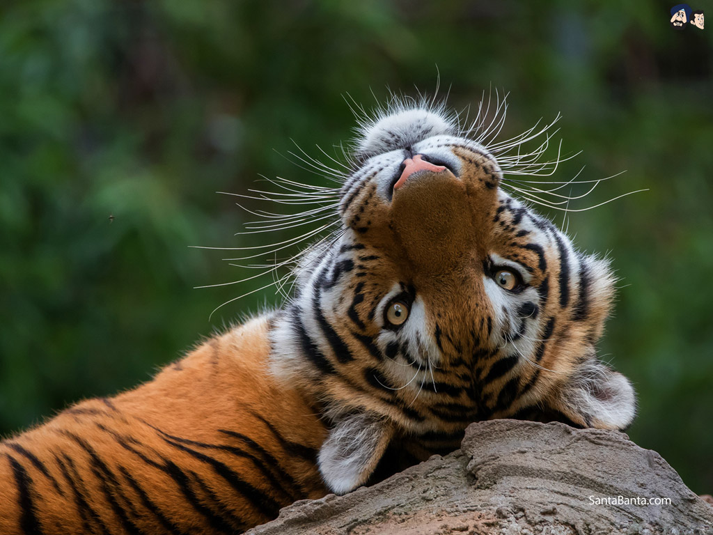 Tigers - HD Wallpaper 