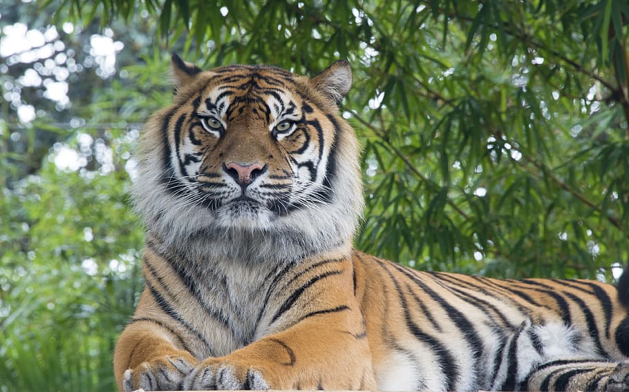 Bengal Tiger Lying Under Tree, Animal, Mammal, Wildlife, - Indian National Animal - 910x568 Wallpaper Bengal Tiger Lying Under Tree, Animal, Mammal, Wildlife, - Indian National Animal - 910x568 Wallpaper