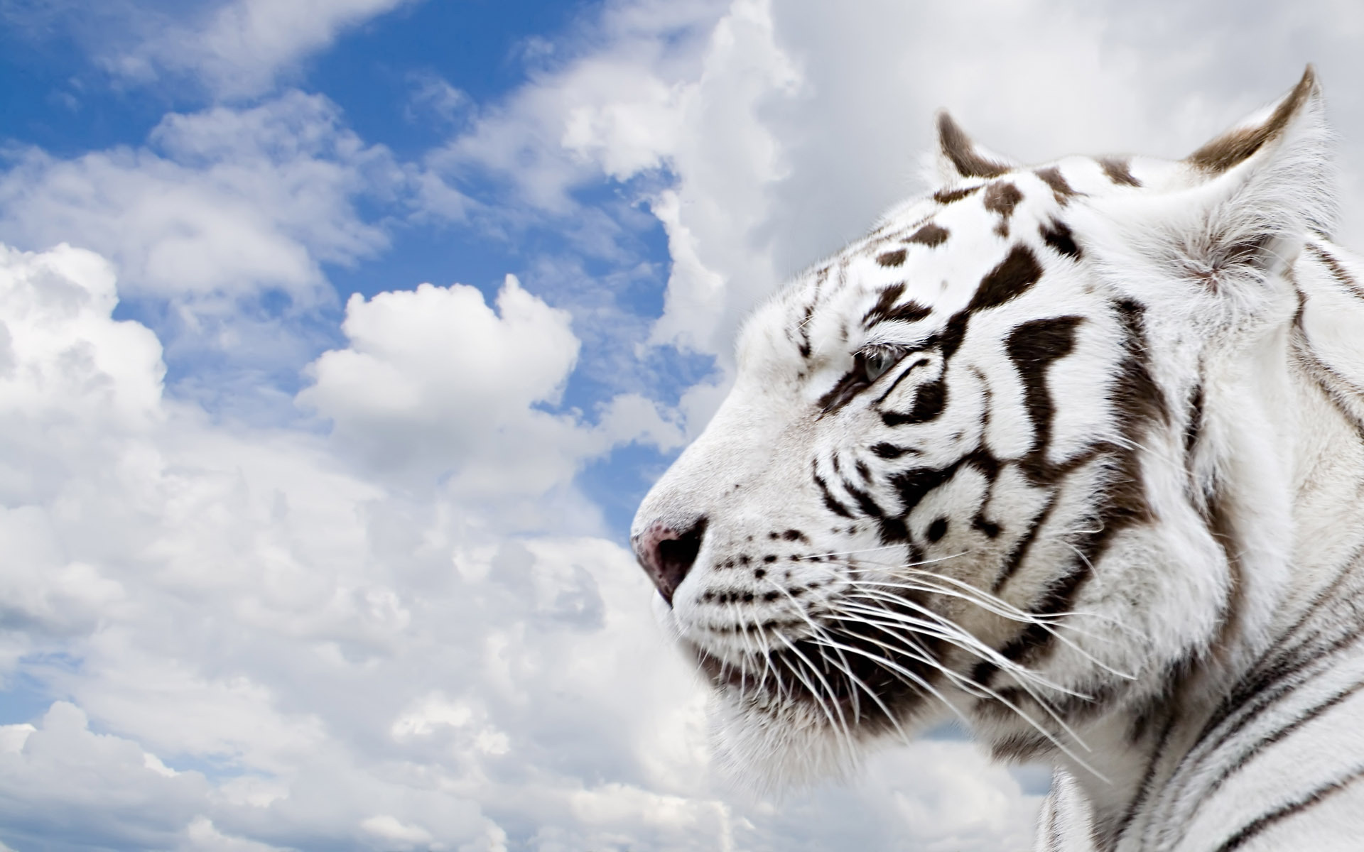 Desktop Bengal Tigers Wallpapers Download - White Tiger Images Hd - HD Wallpaper 