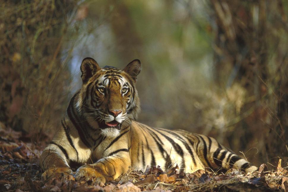 Bengal Tiger Resting Wallpaper,bengal Tiger Resting - Natioal Parks In India - HD Wallpaper 