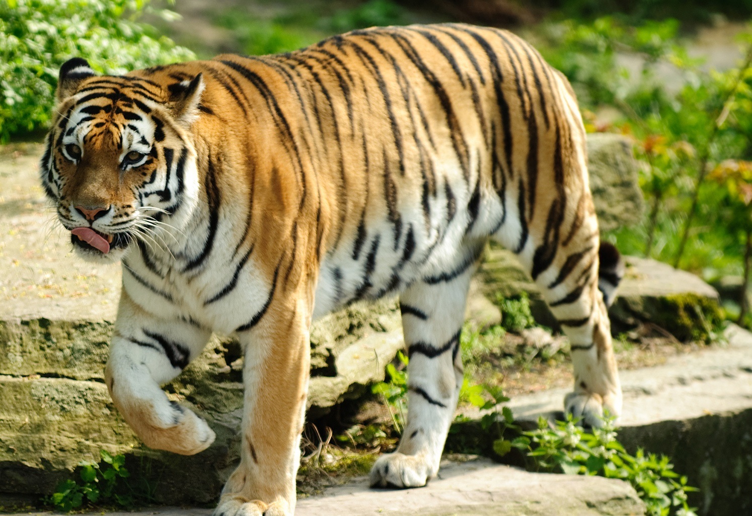 Best Tiger Wallpaper - Tiger Images Hd Download - 1494x1026 Wallpaper -  