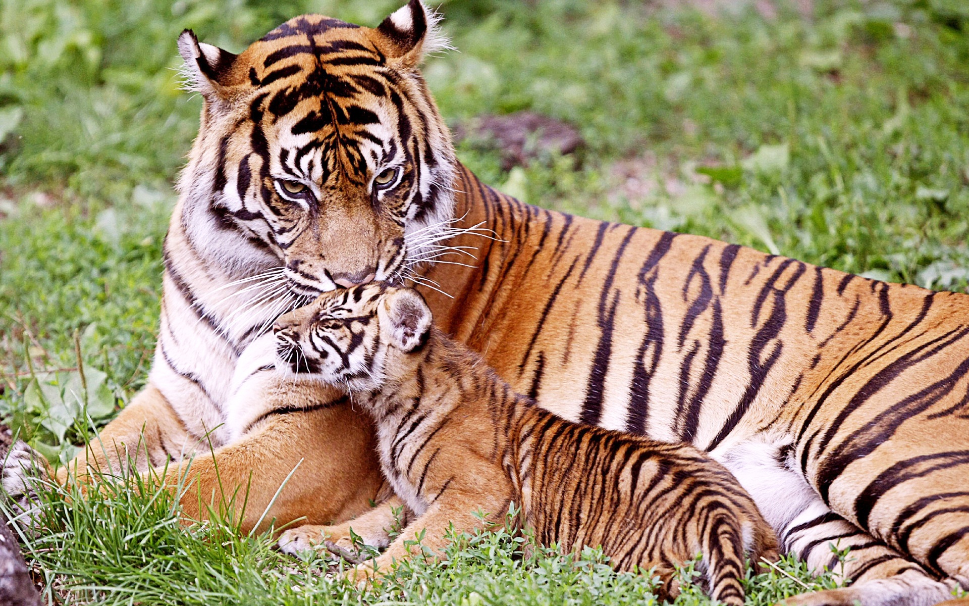 Tiger & Baby Tiger - Tiger And Baby Tiger - HD Wallpaper 