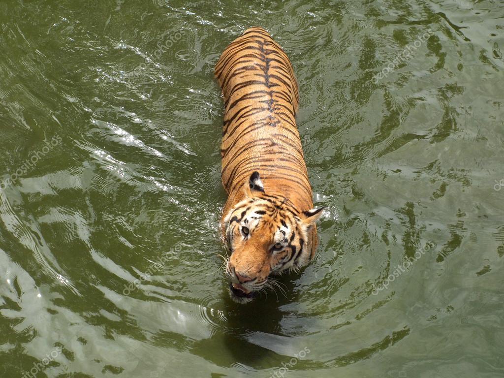 Bengal Tiger - HD Wallpaper 