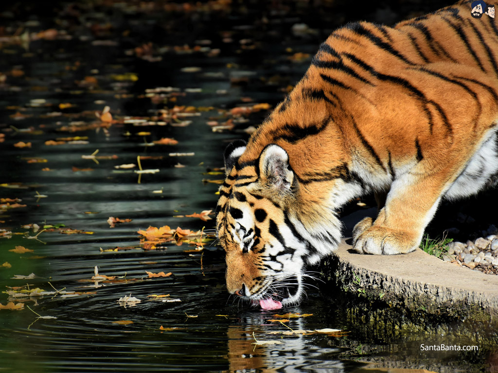 Tigers - Pond Bengal Tiger Drinking Water - HD Wallpaper 