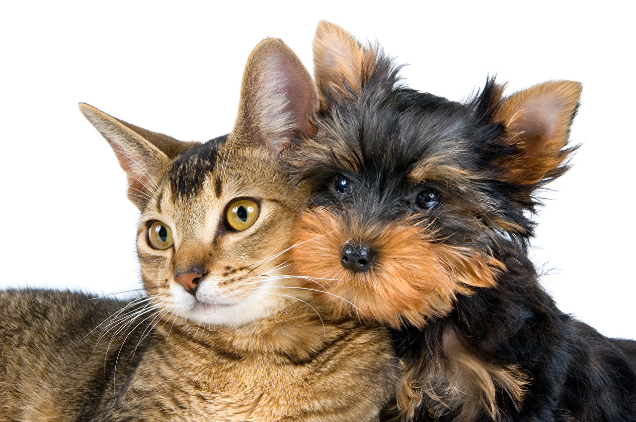 Dog And Cat Beautiful - HD Wallpaper 