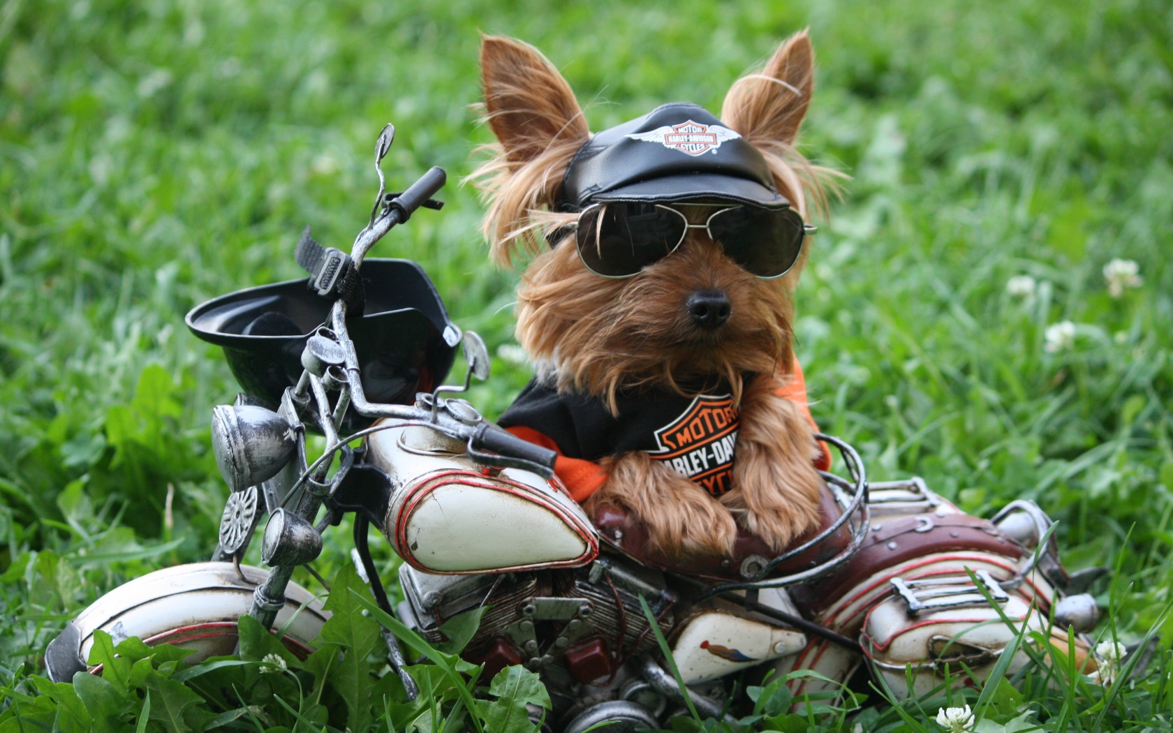 Yorkshire Wallpaper - Happy Birthday Biker Dog - HD Wallpaper 