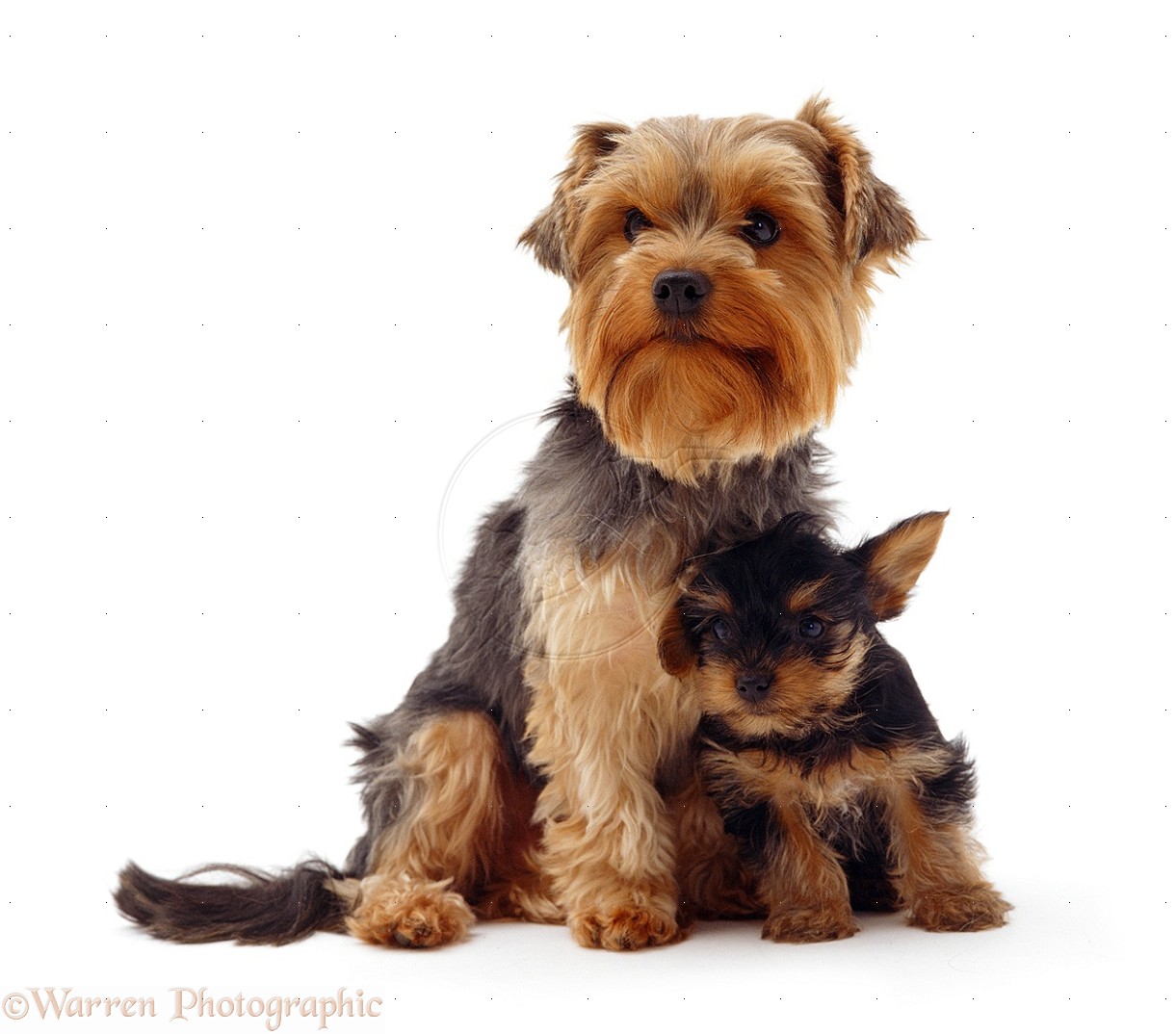 Preview Yorkshire Terrier - HD Wallpaper 