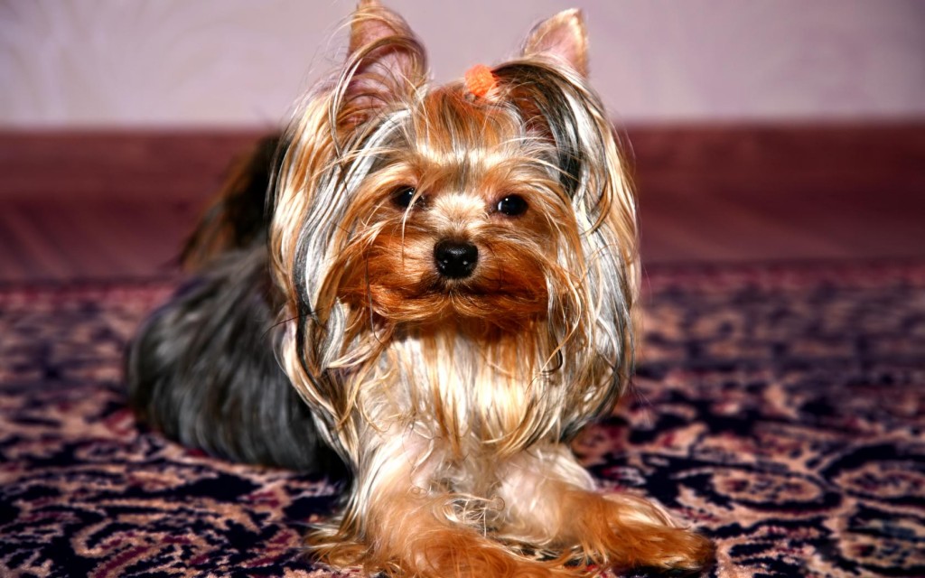 18 Hd Yorkshire Terrier Dog Wallpapers Hdwallsource - Yorkshire Terrier - HD Wallpaper 