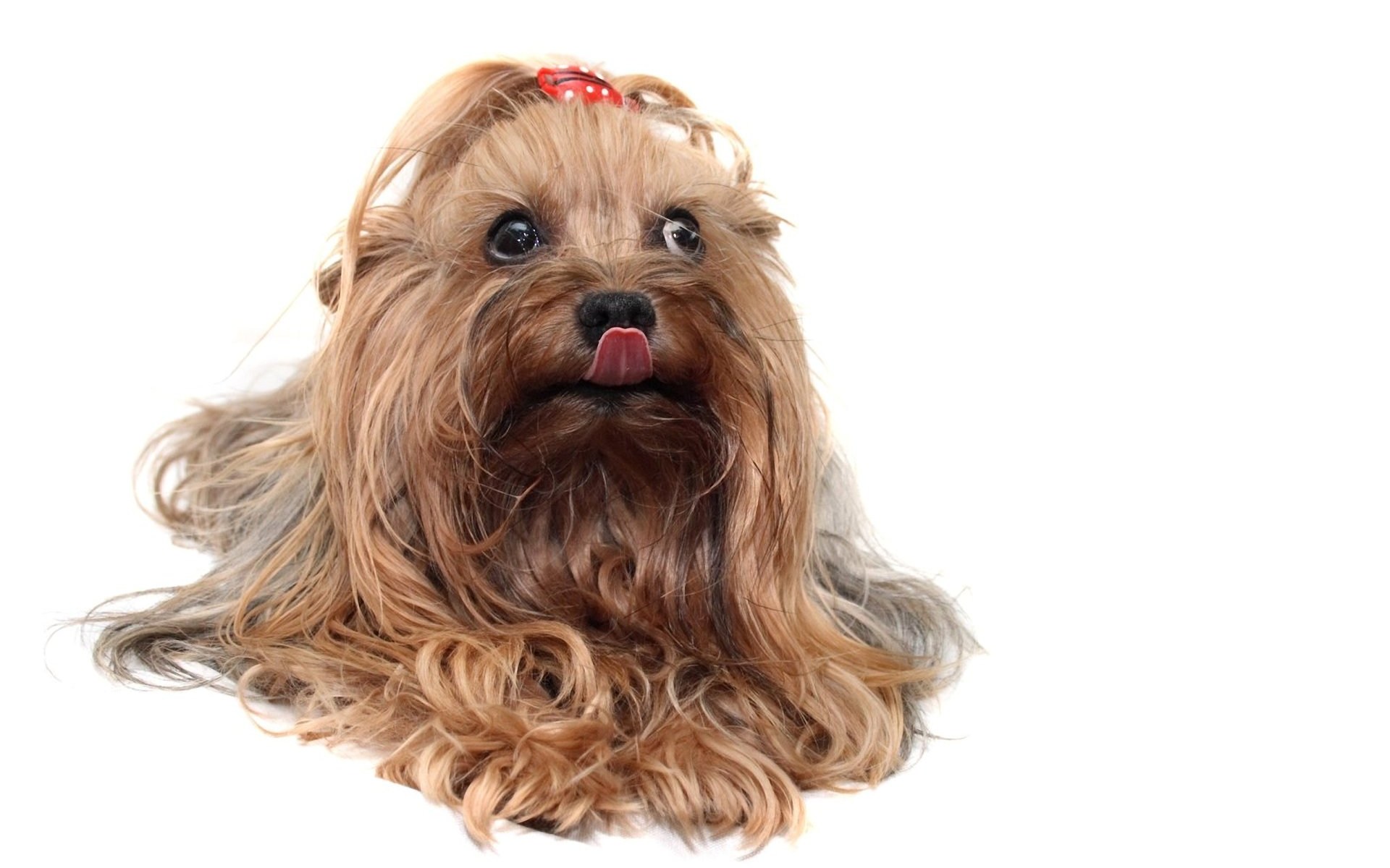 Cute Yorkie - HD Wallpaper 