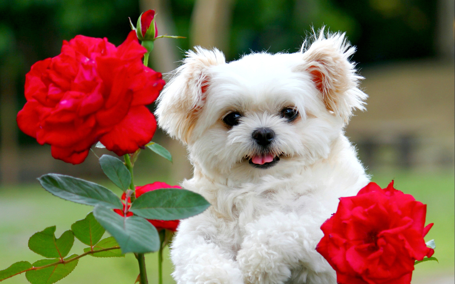 Yorkie Garden Statue - Cute Puppy Backgrounds - HD Wallpaper 
