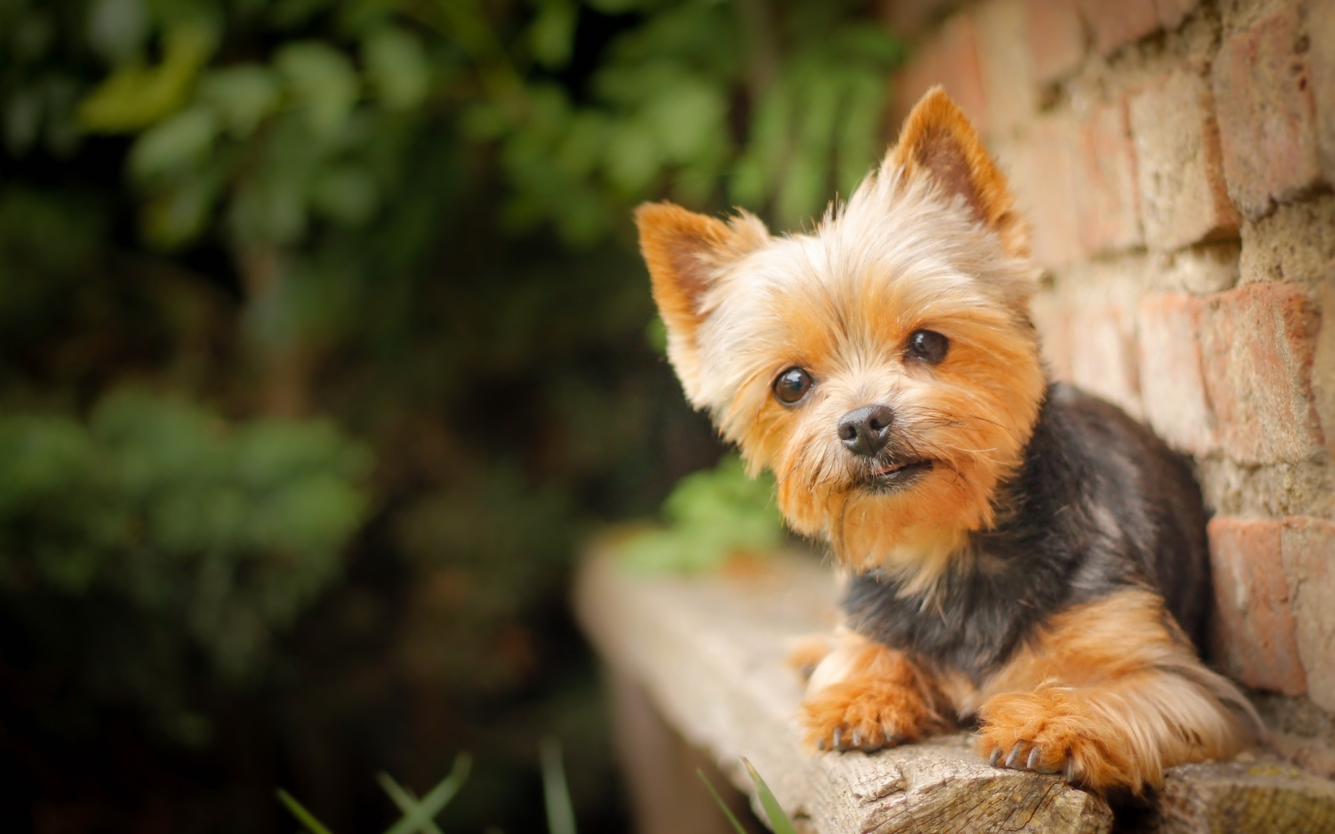 Yorkshire Terrier, Bokeh, Cute Dog, Wall, Yorkie, Close-up, - Silky Terrier - HD Wallpaper 