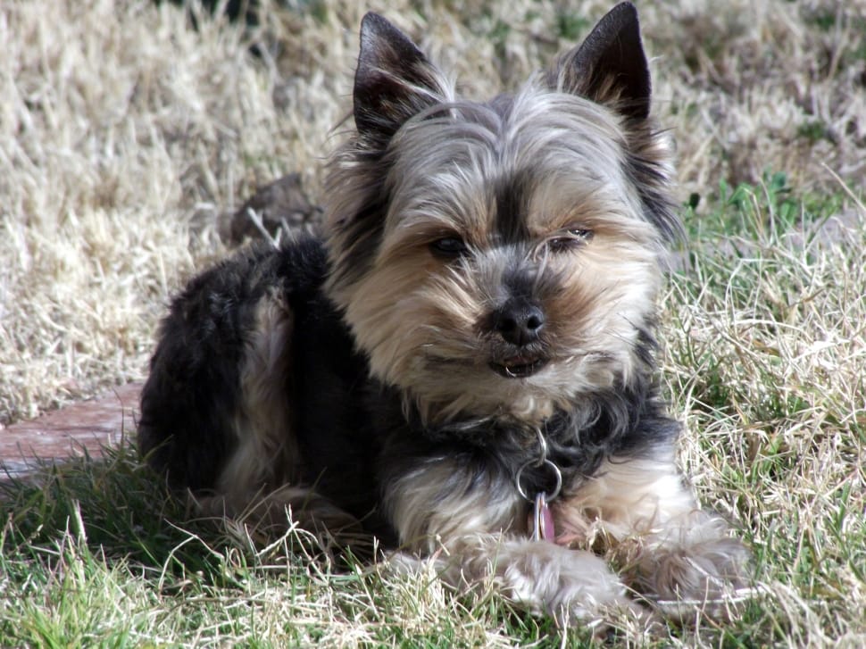 Black And Tan Yorkshire Terrier Puppy Preview - Yorkshire Terrier Black And Gray - HD Wallpaper 