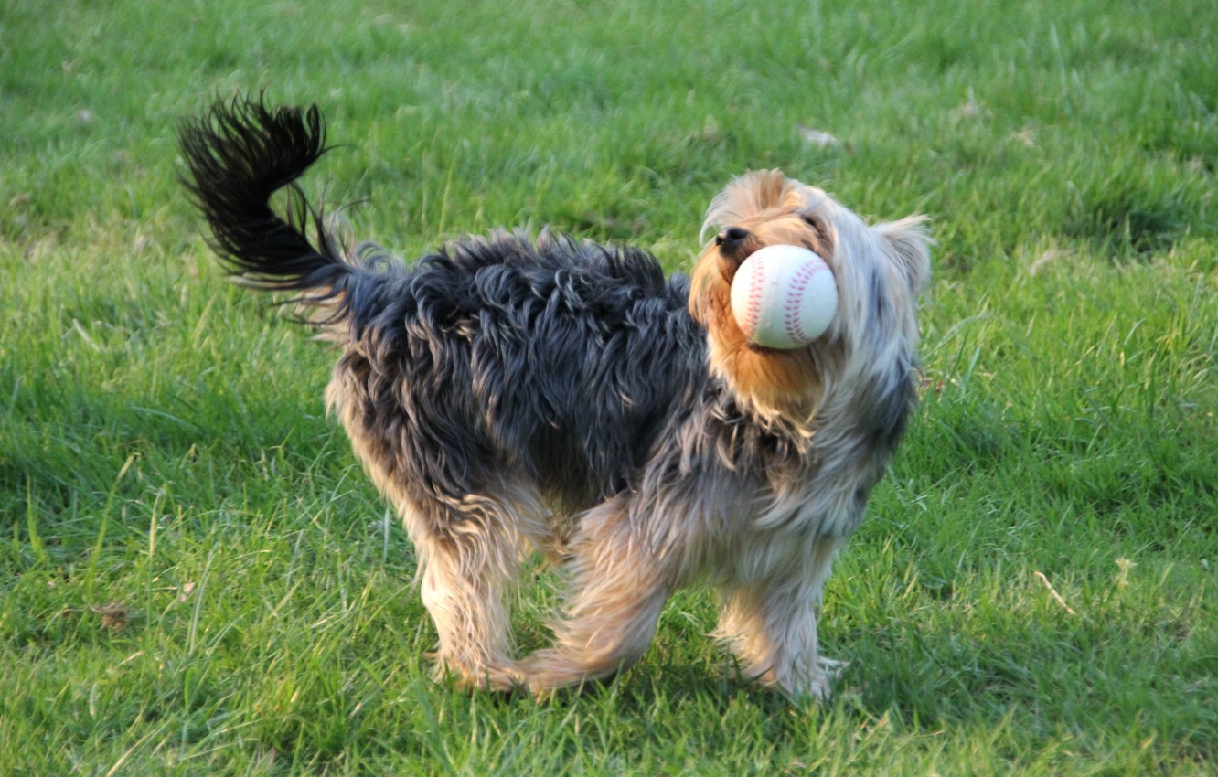 Photo Wallpaper Field, The Ball, Yorkie, Dog - Dog Catches Something - HD Wallpaper 