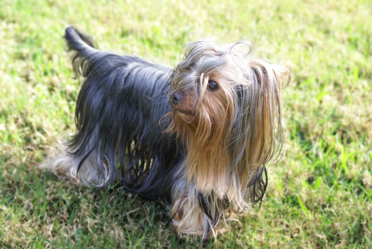 Yorkshire Terrier Dog On The Grass Wallpaper - Long Hair Yorkshire Terrier - HD Wallpaper 