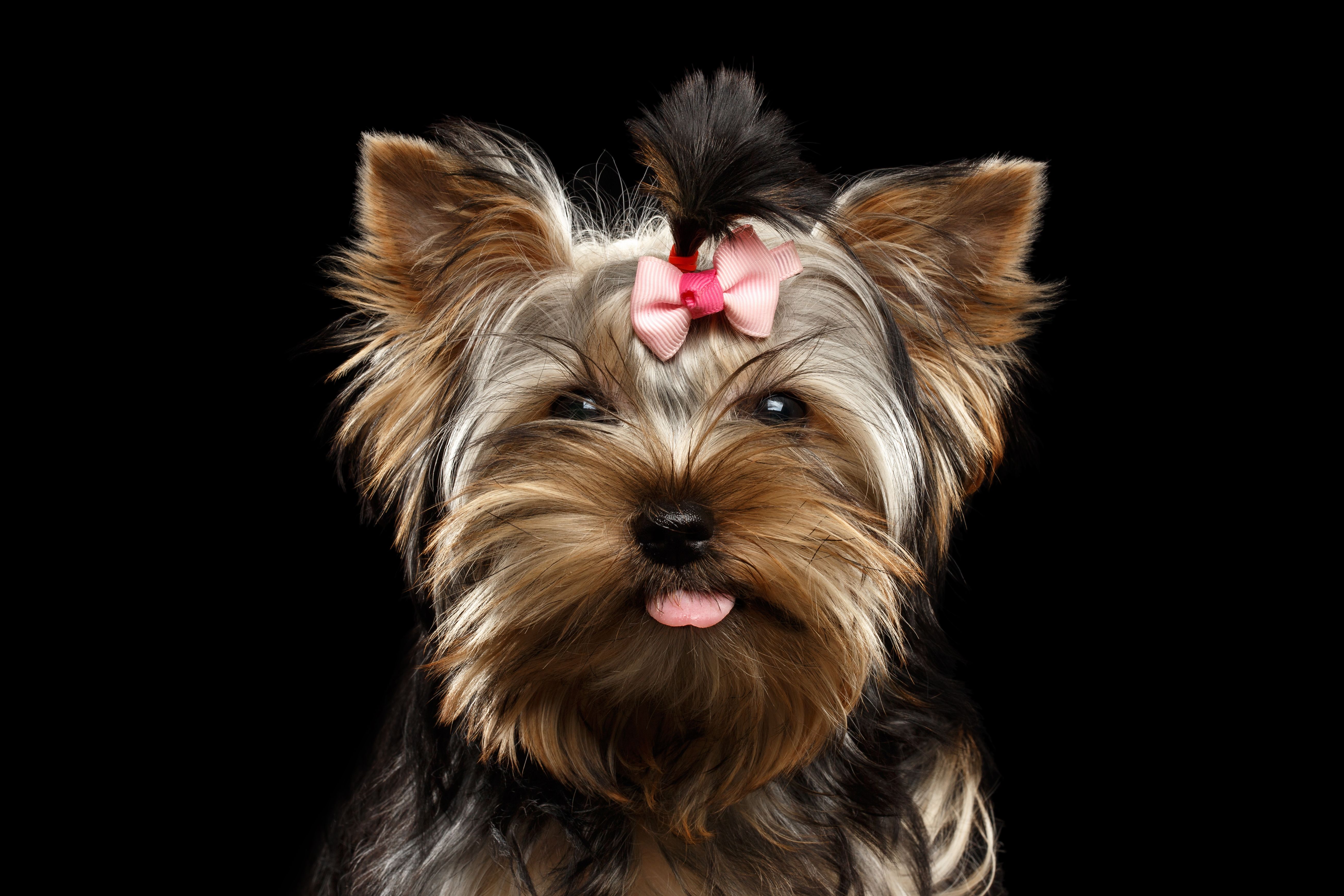 Yorkie Wallpaper Iphone - HD Wallpaper 
