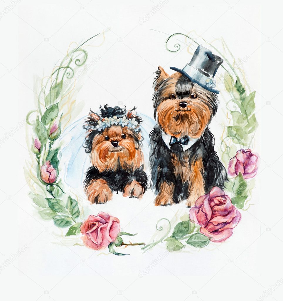 Yorkshire Terrier - HD Wallpaper 