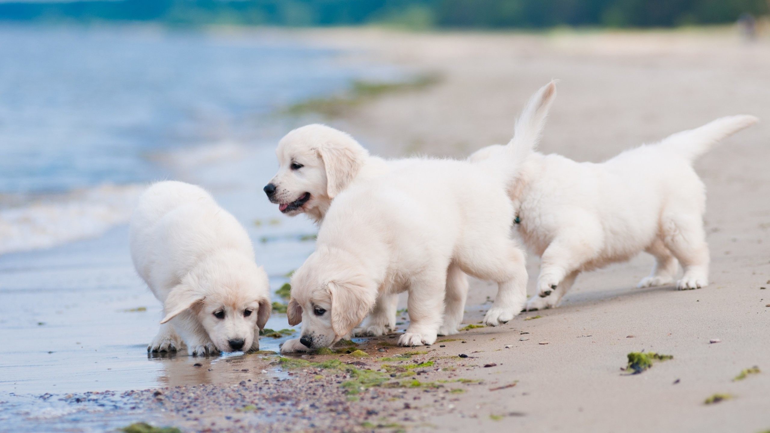 The Wallpaper Pomeranian Puppies Hd Desktop 
 Data-src - Golden Retriever Puppy - HD Wallpaper 