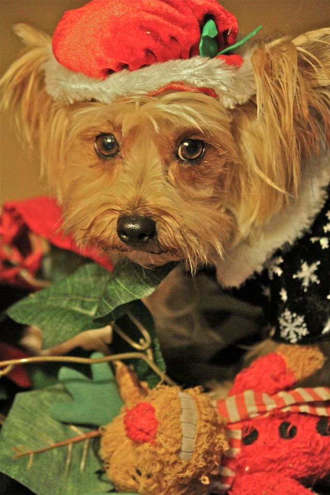 Pumpkin Yorkshire Terrier Wallpaper - Companion Dog - HD Wallpaper 