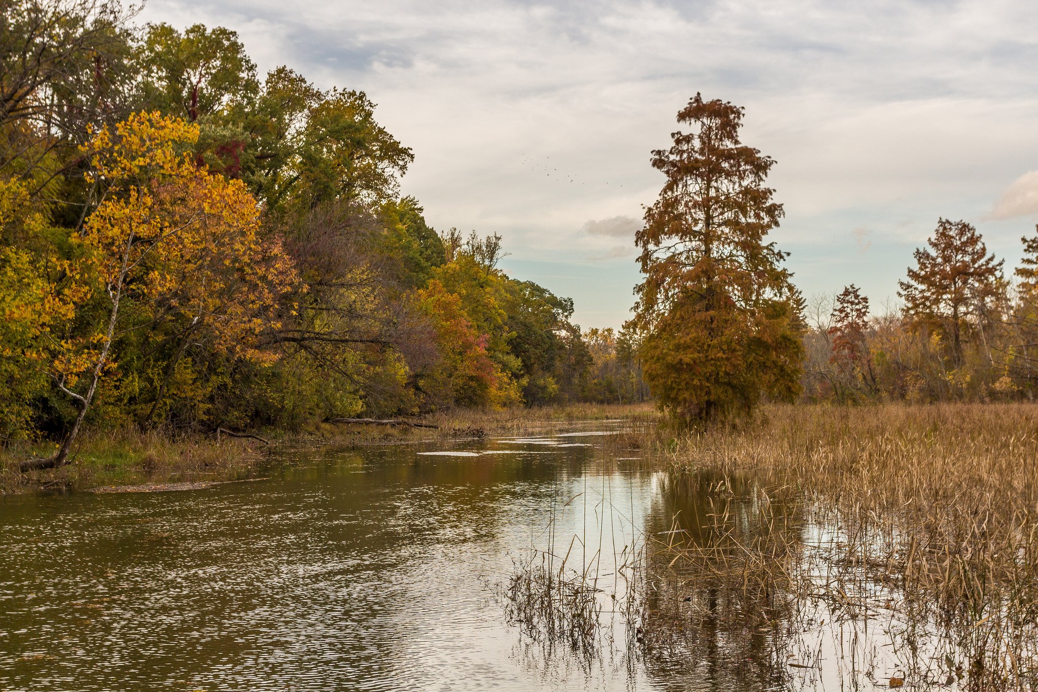 Fall Colors At Theodore Roosevelt Island In Washington - Larch - HD Wallpaper 