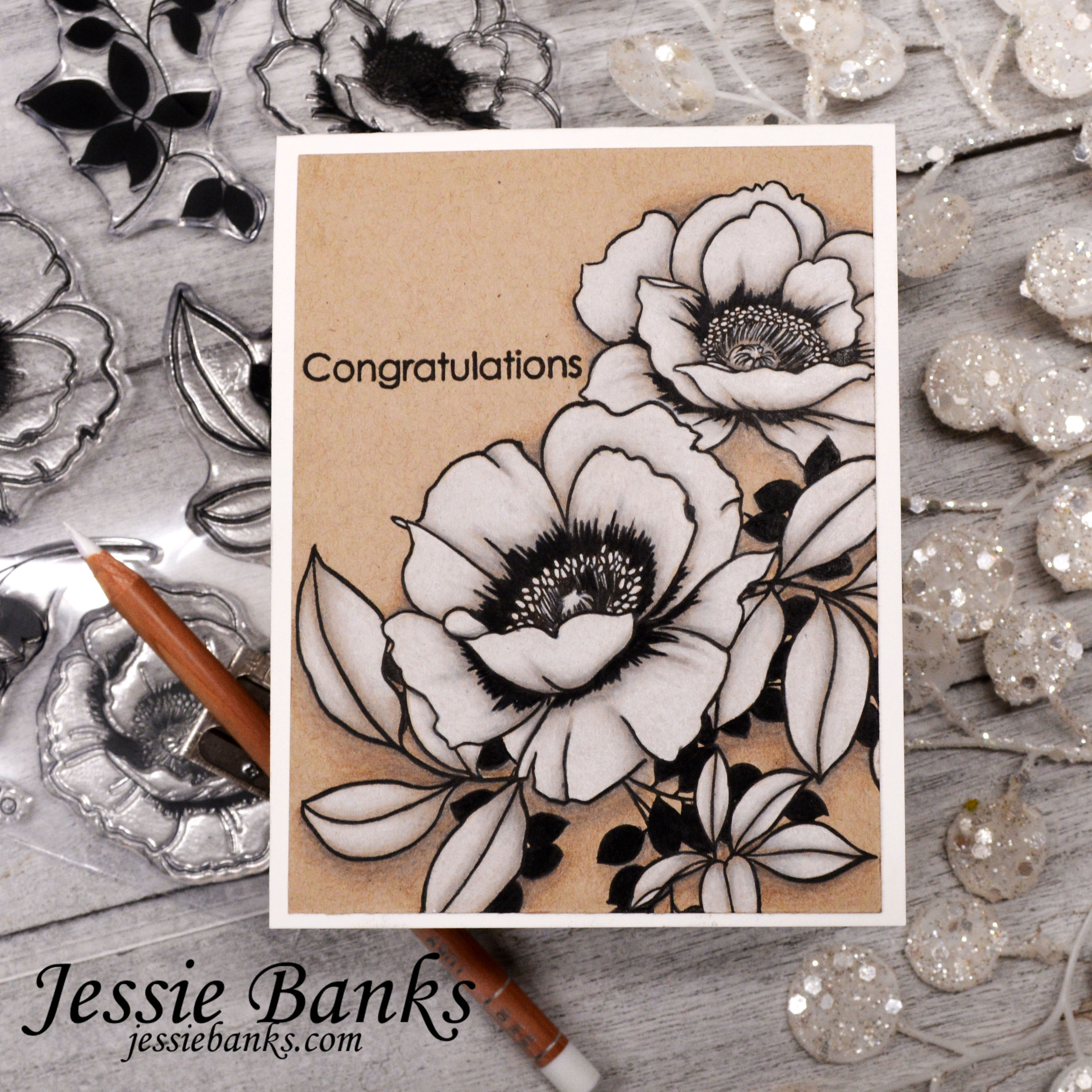 African Daisy - HD Wallpaper 