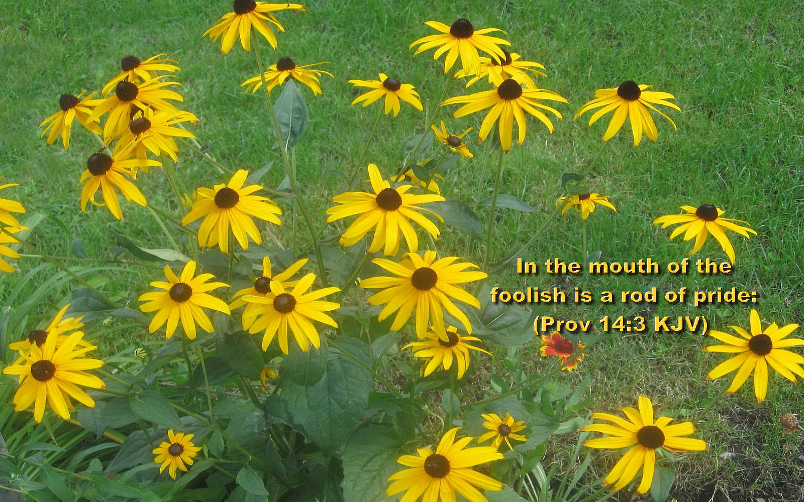 Bible Scriptures About Summer - HD Wallpaper 