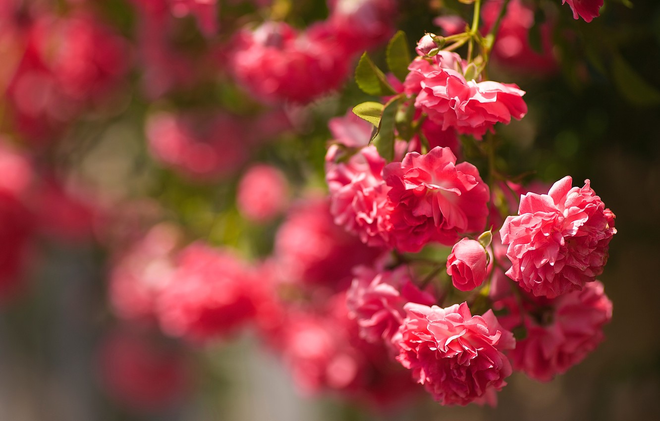 Photo Wallpaper Flowers, Background, Bush, Roses, Garden, - Hd Wallpaper Rosary For Desktop - HD Wallpaper 