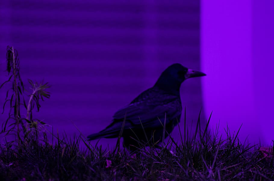 Violet, Raven, Crow, Black, Bird, Nevermore, Poe, Vertebrate, - Perching Bird - HD Wallpaper 
