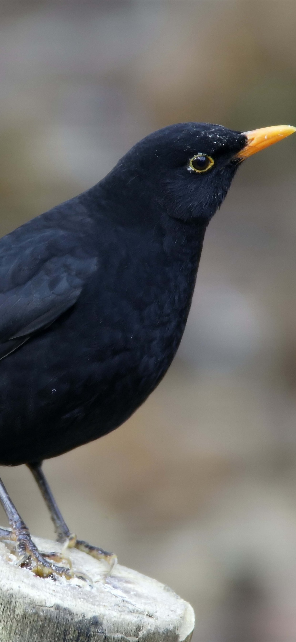 Iphone Wallpaper Raven, Stay, Stump - Raven 4k Bird - HD Wallpaper 
