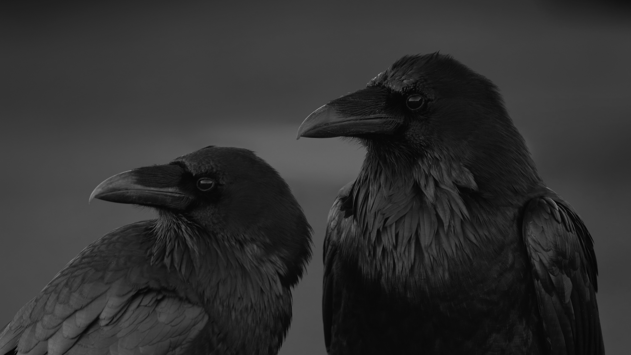 Two Ravens Hd - 2208x1242 Wallpaper 