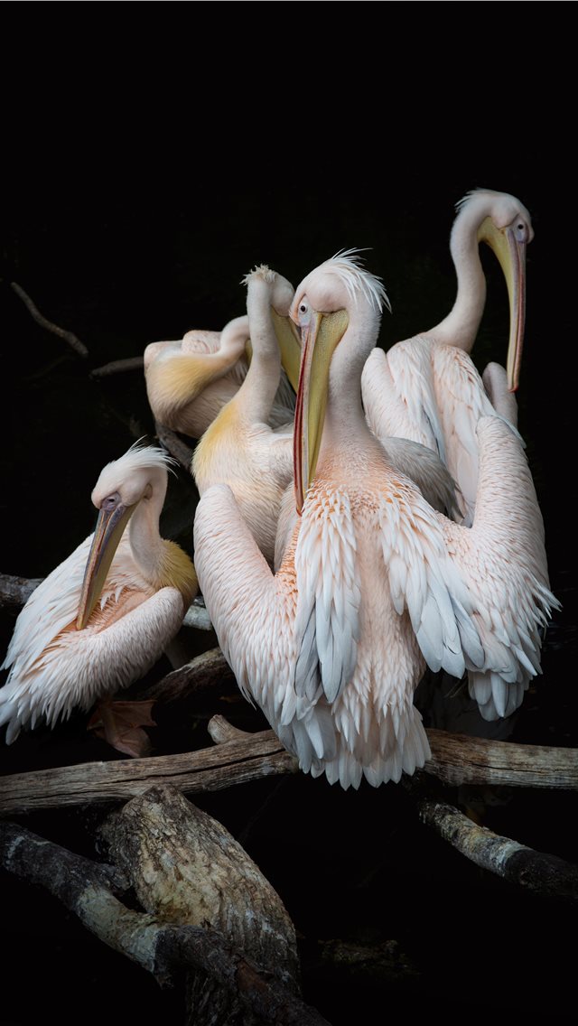 Pink Pelicans Iphone Wallpaper - Plakat Pelikany - HD Wallpaper 