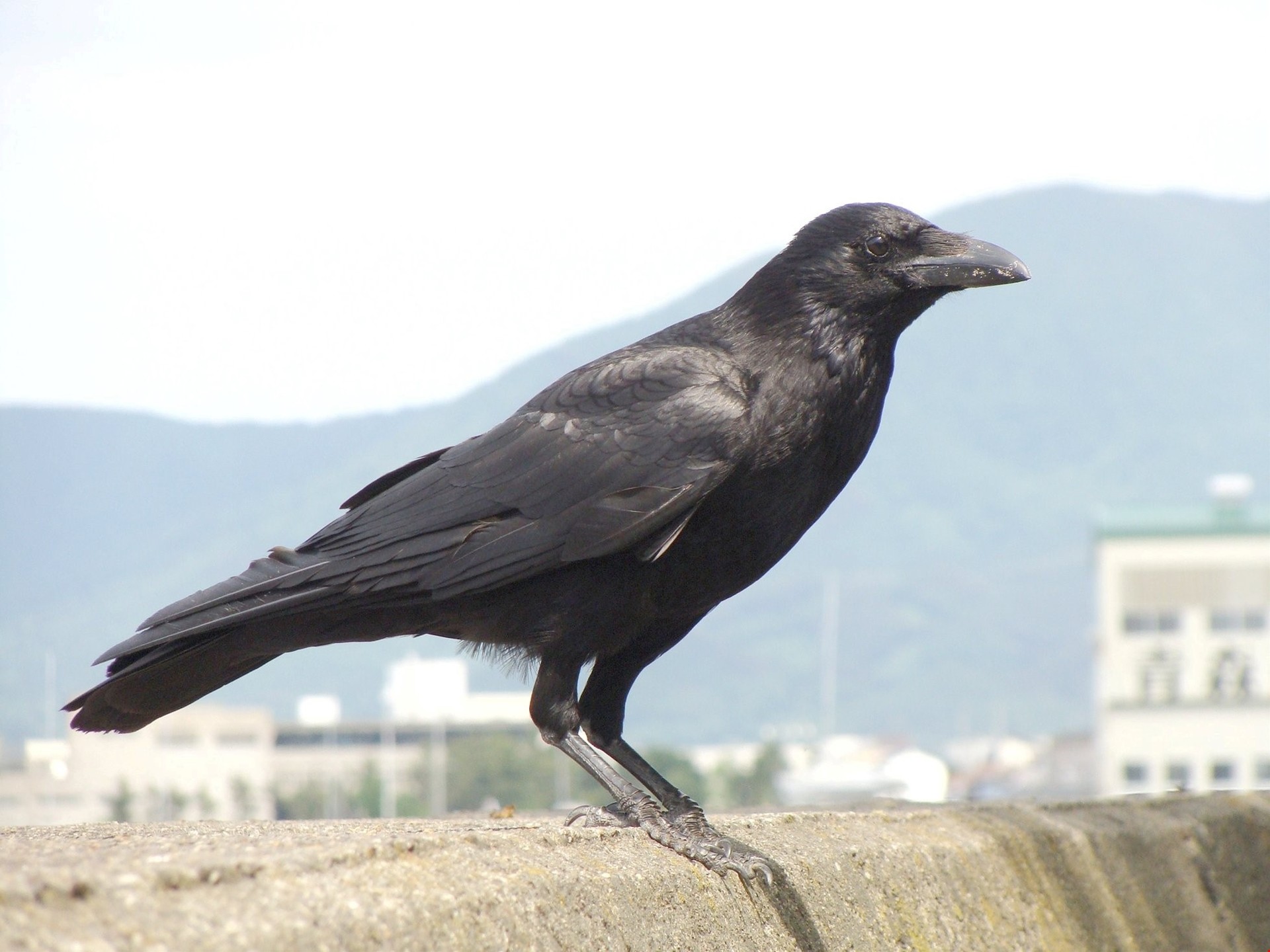 1920x1440, Download 1k Crow Sitting On Wall - Crow Rook Raven - HD Wallpaper 