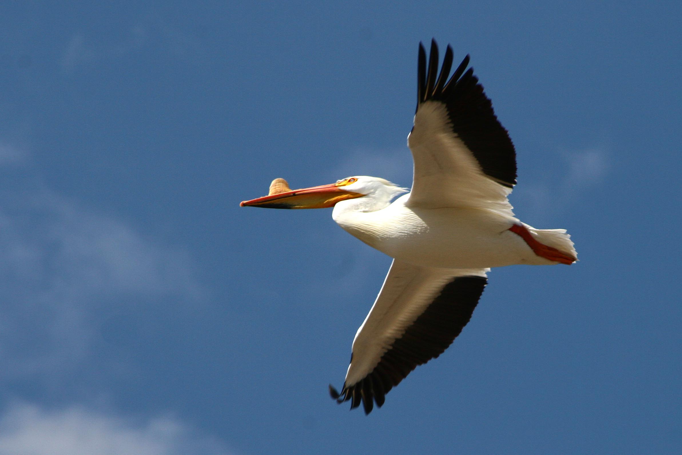 Flying American White Pelican - American White Pelican - HD Wallpaper 