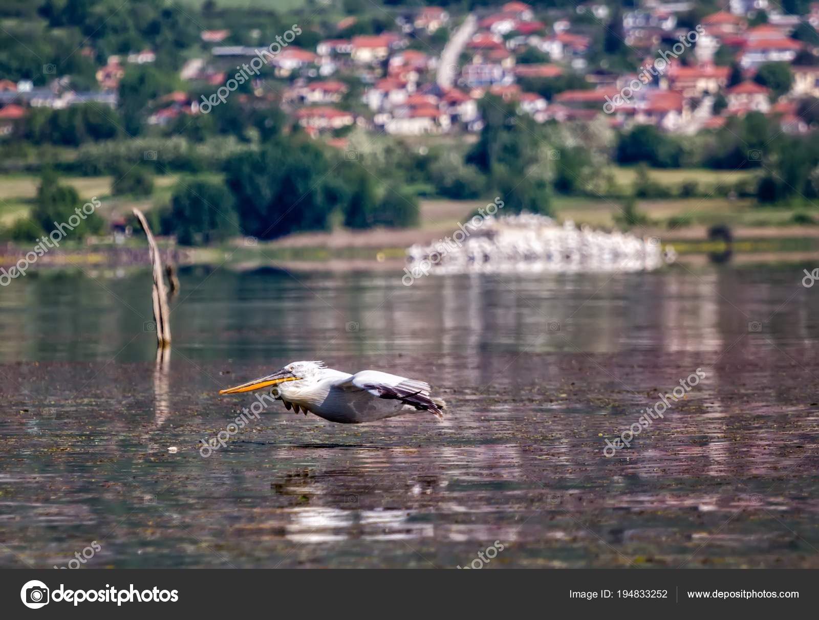 Brown Pelican - HD Wallpaper 