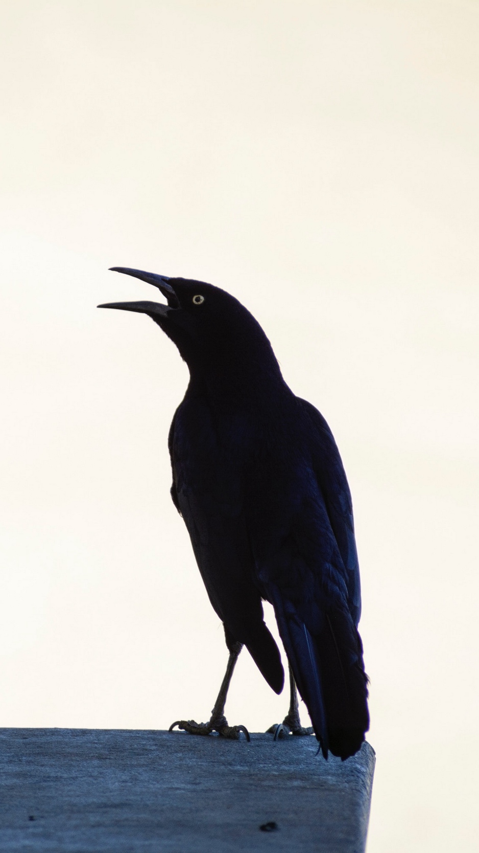 Wallpaper Raven, Bird, Black - Common Raven - HD Wallpaper 