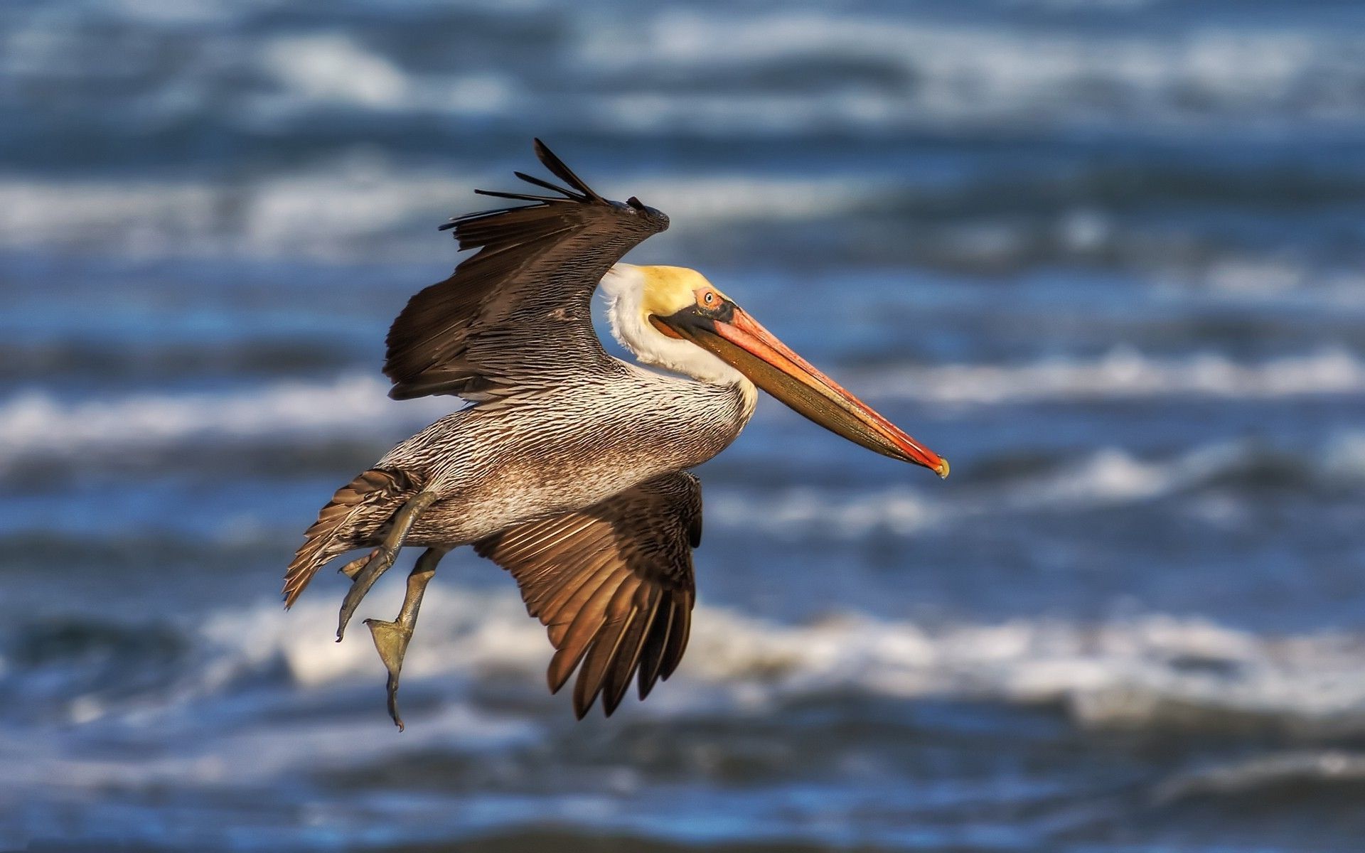Brown Pelican - HD Wallpaper 
