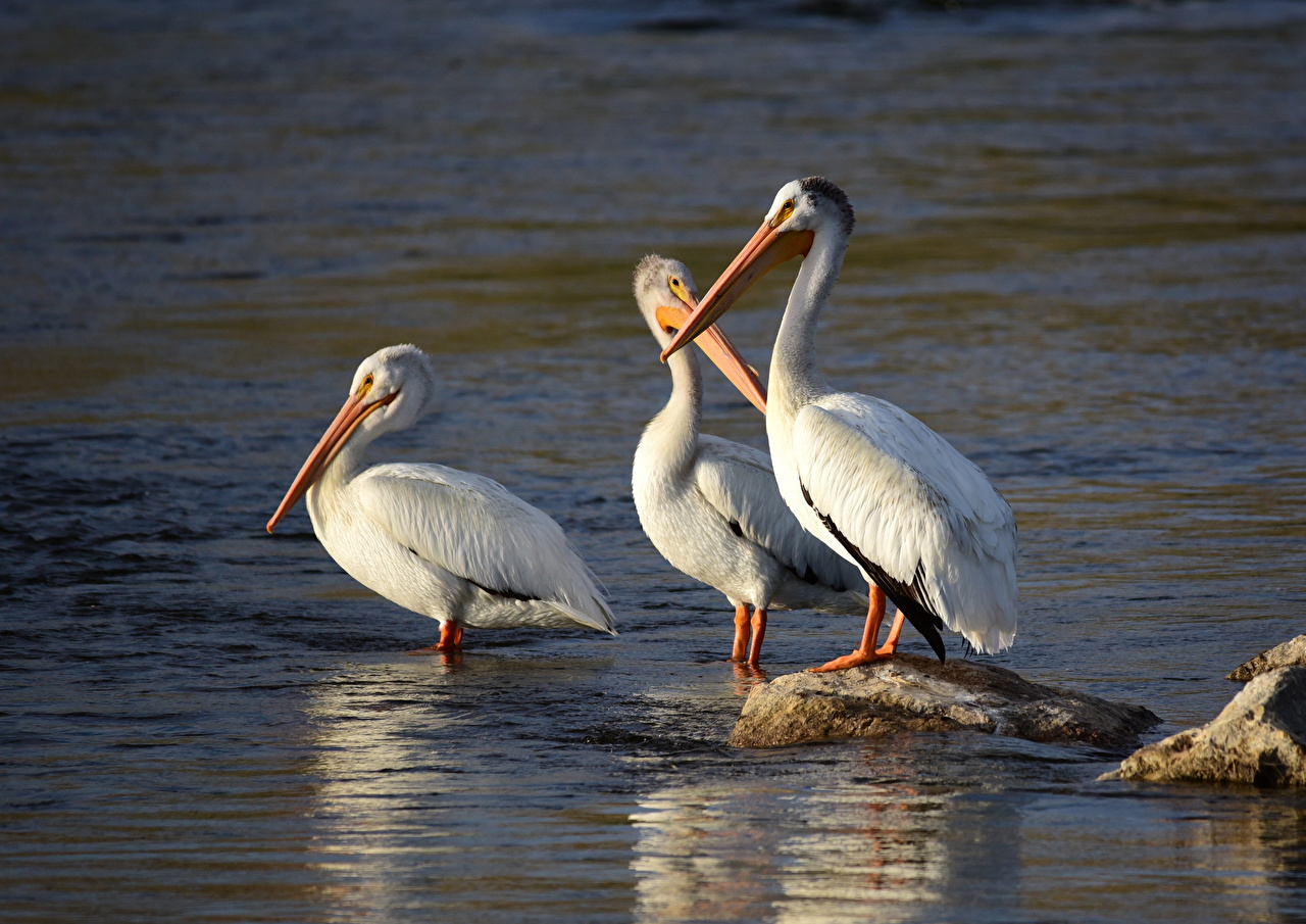 Pelican - HD Wallpaper 