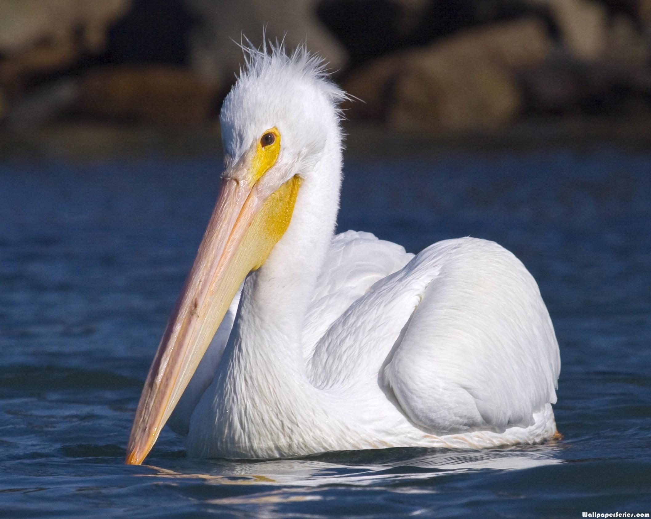 Hd Pelican Wallpaper - California Fauna - HD Wallpaper 