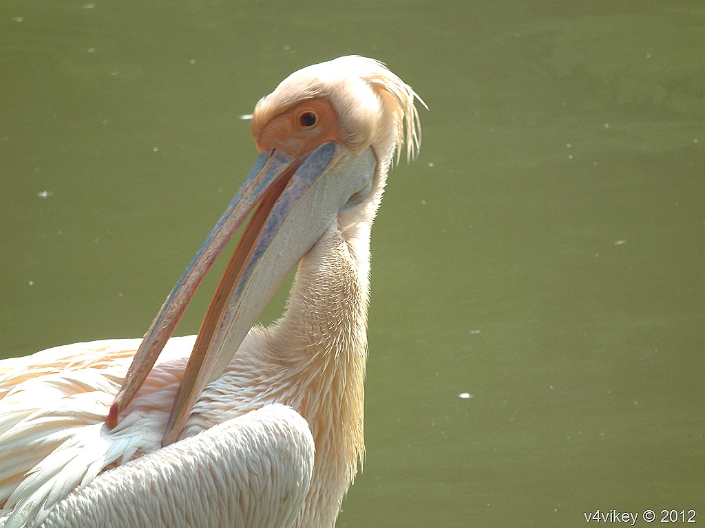 Water Bird - HD Wallpaper 