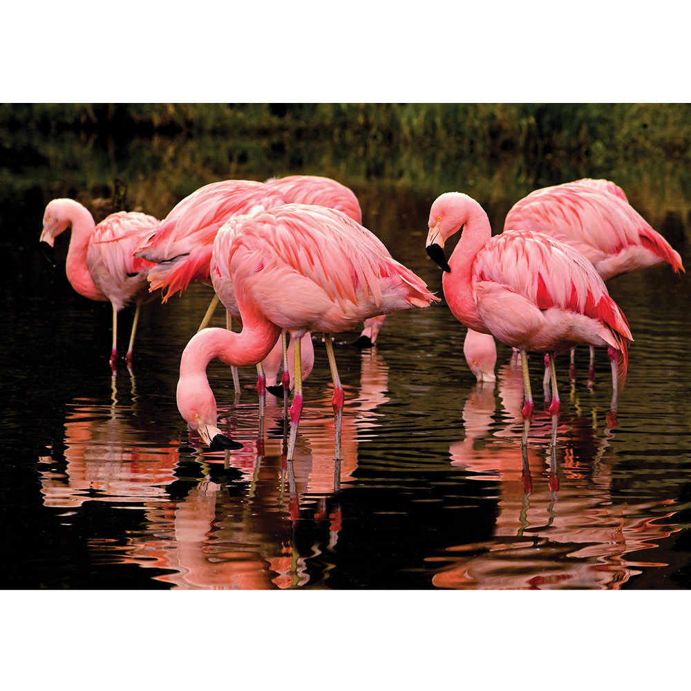 Krill Flamingos - HD Wallpaper 
