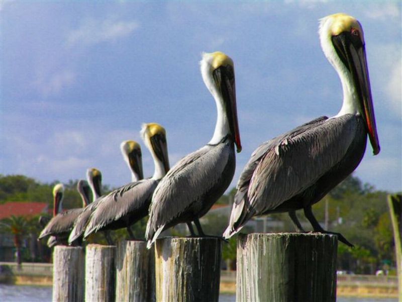 Pelicans On Post - Brown Pelican On Post - HD Wallpaper 