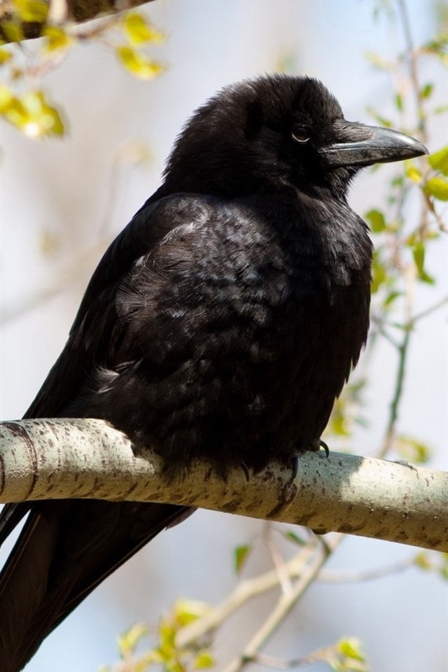 Iphone Wallpaper Raven, Bird, Tree, Twigs - Raven Bird Iphone - HD Wallpaper 