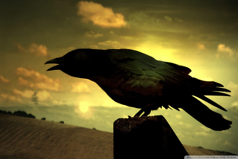 Wallpaper - HD Wallpaper 