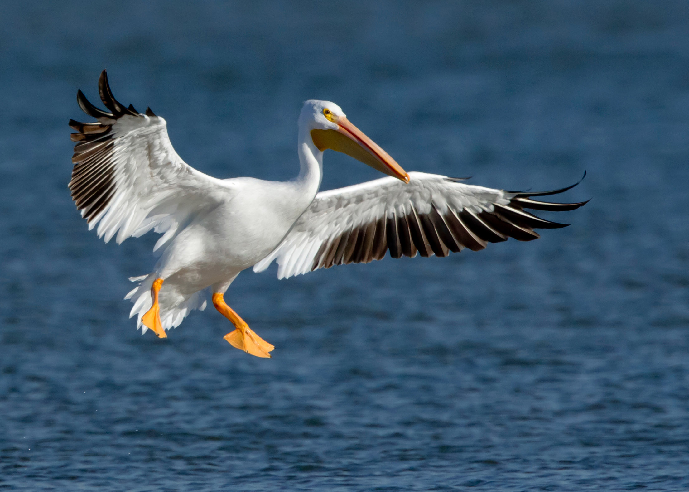 American White Pelican Bird Landing Images - Fundacion Campaña Contra El Plastico Mexico - HD Wallpaper 