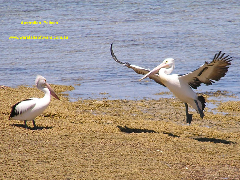 Pelican - White Pelican - HD Wallpaper 
