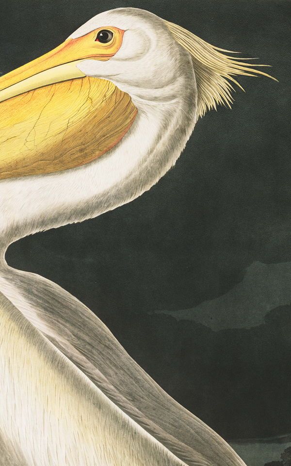 American White Pelican Ảt - HD Wallpaper 