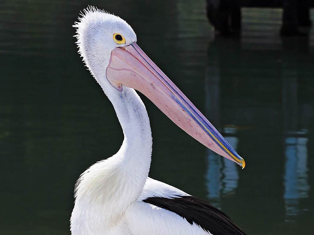 Free Pelican Wallpaper Wallpapers And Background - Pelican Animals - HD Wallpaper 